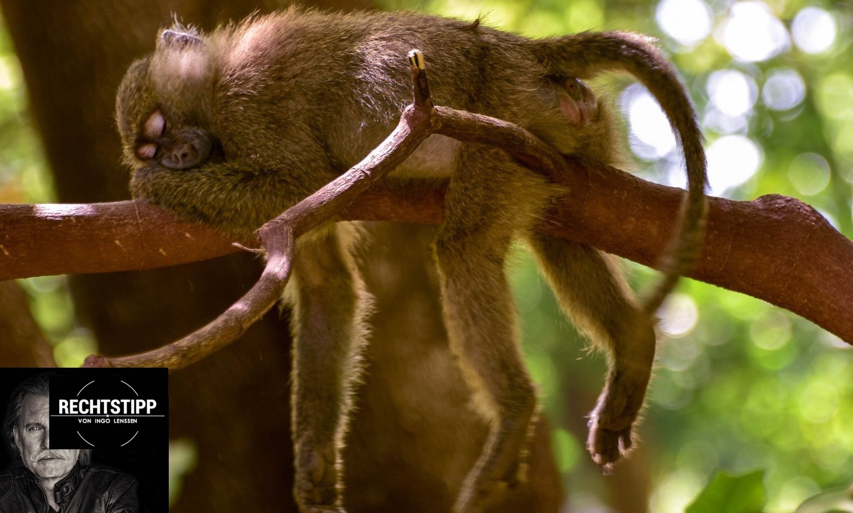 Affe-Baum-hängend_pexels